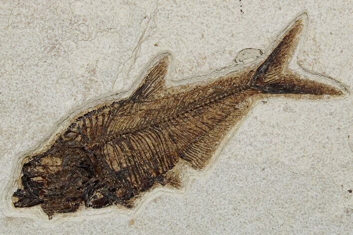 Detailed Fossil Fish (Diplomystus) - Wyoming #349241